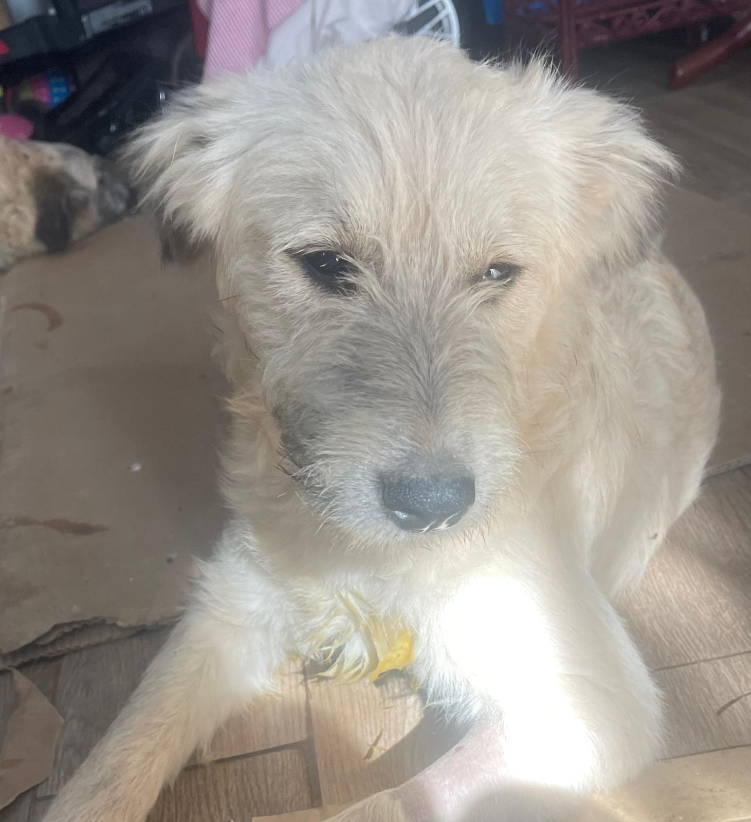 Eloise sucht ein Zuhause