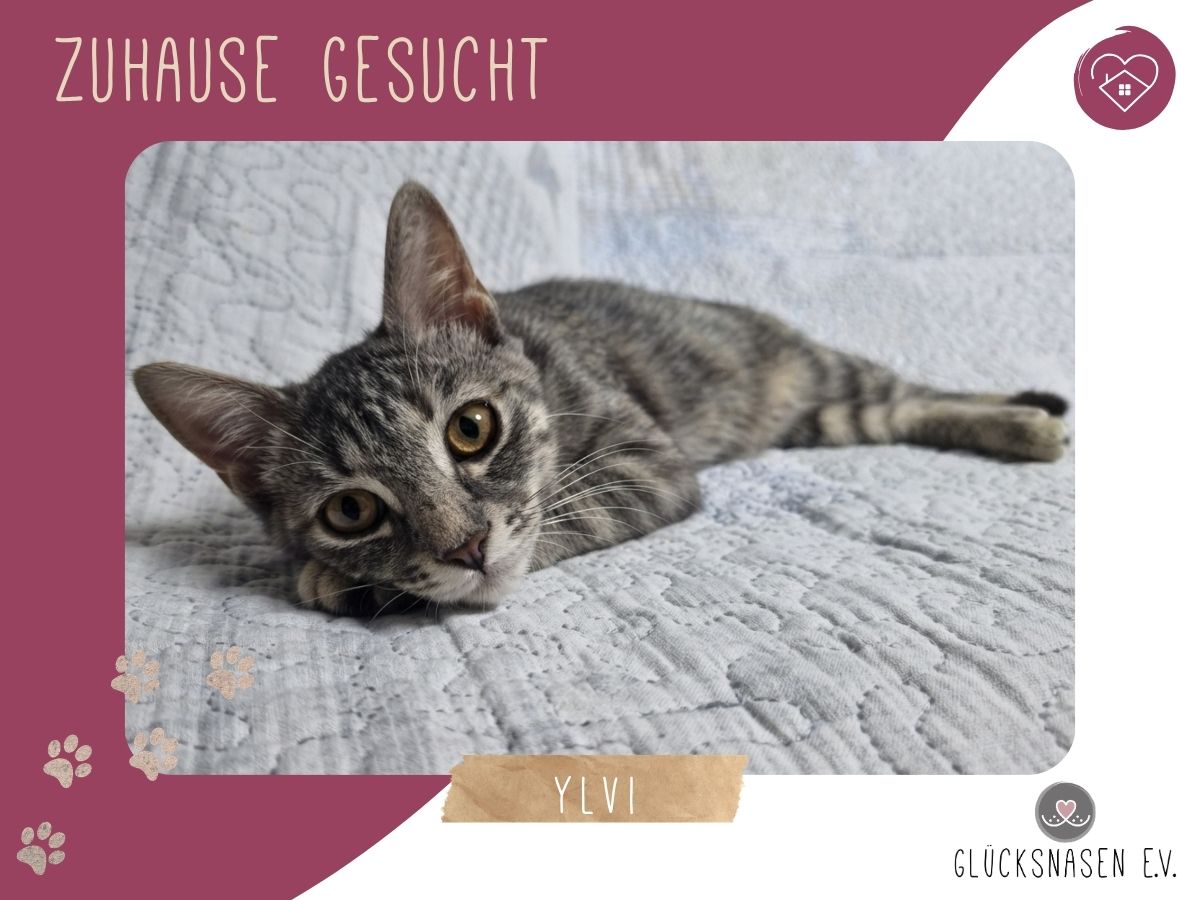 Ylvi mag Menschen sehr