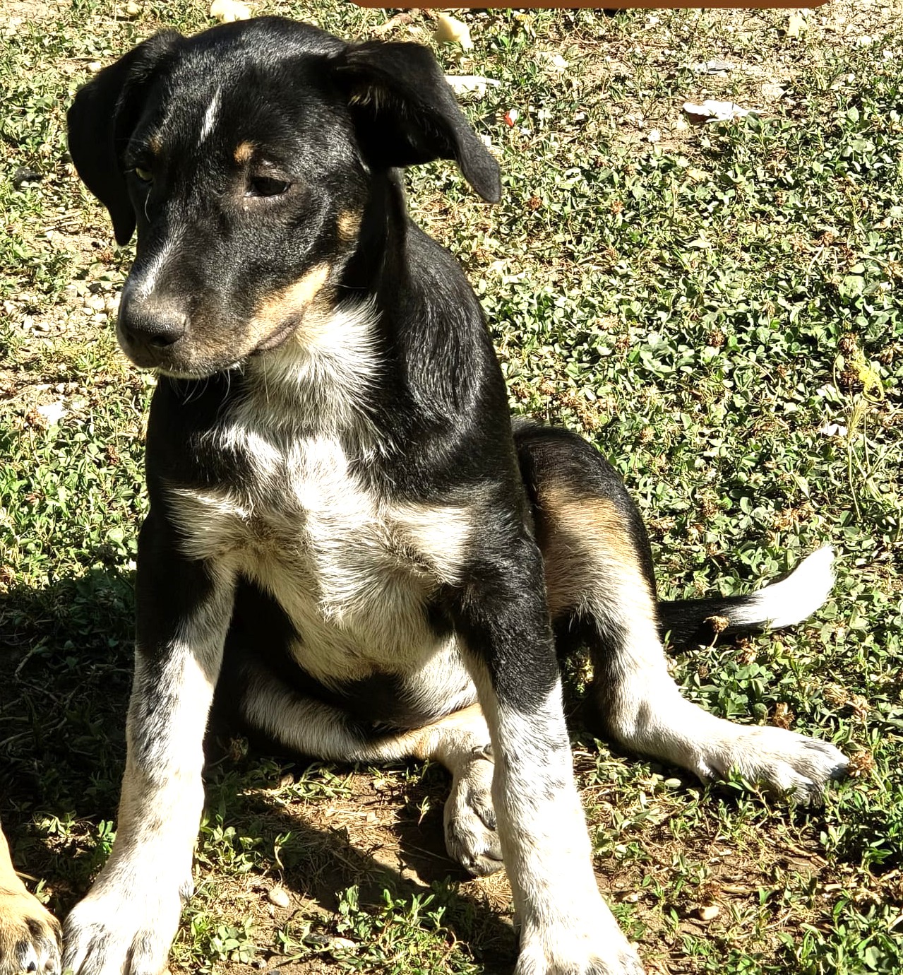 Ella