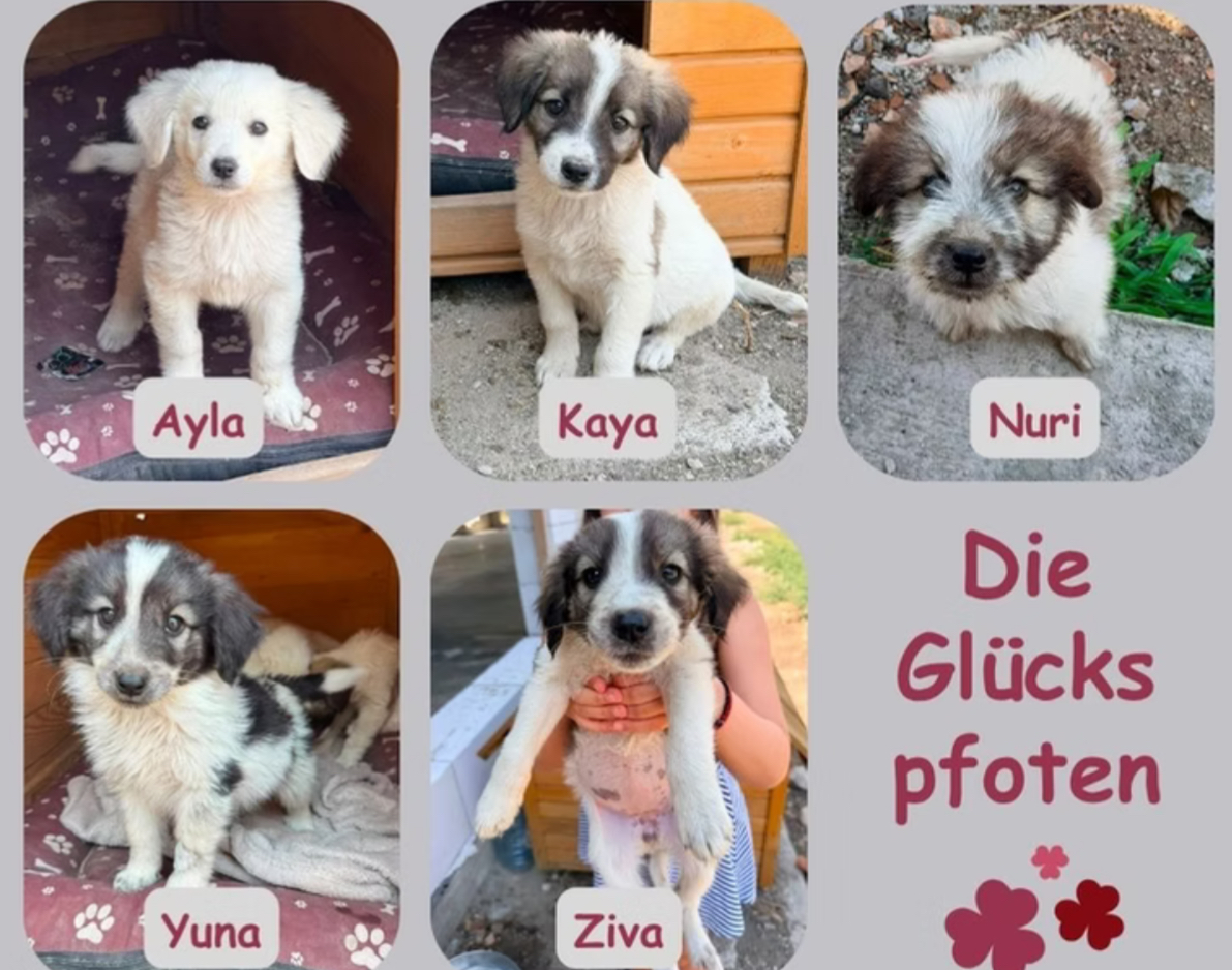 Glückspfoten