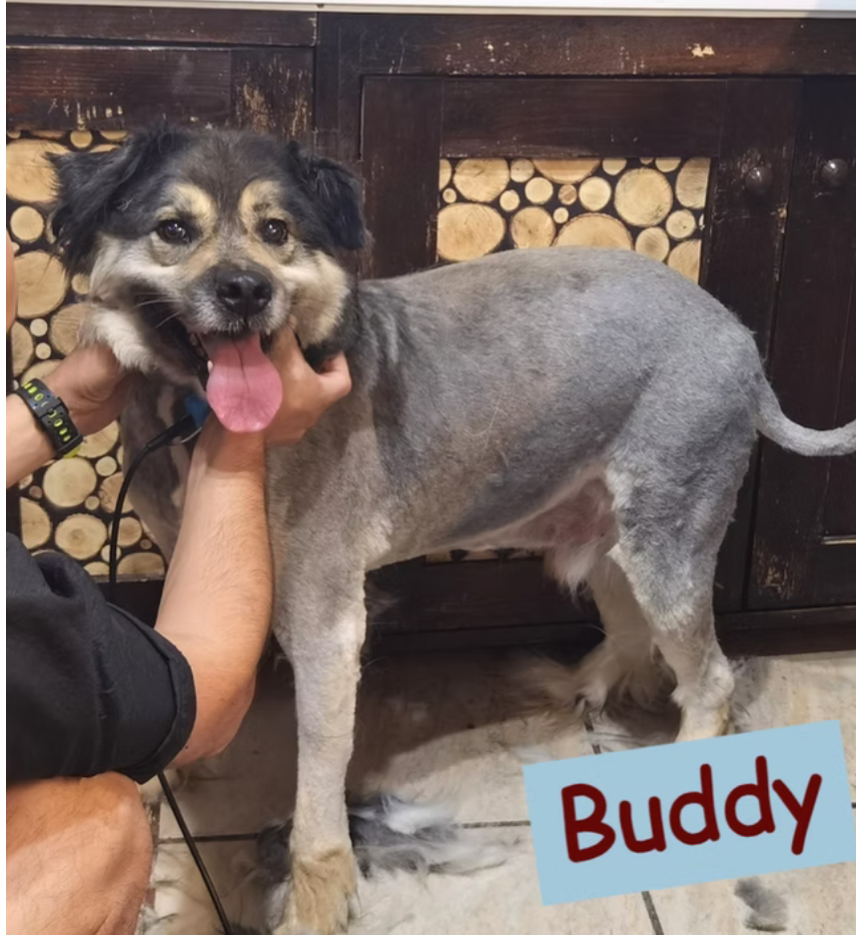 Buddy