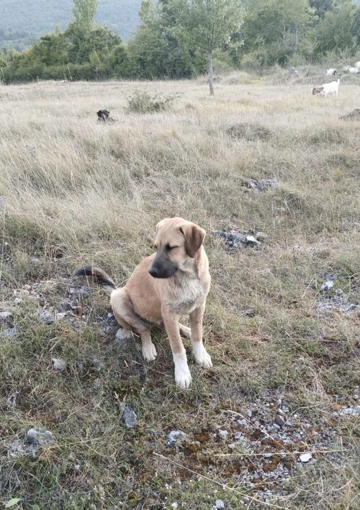 Roko
