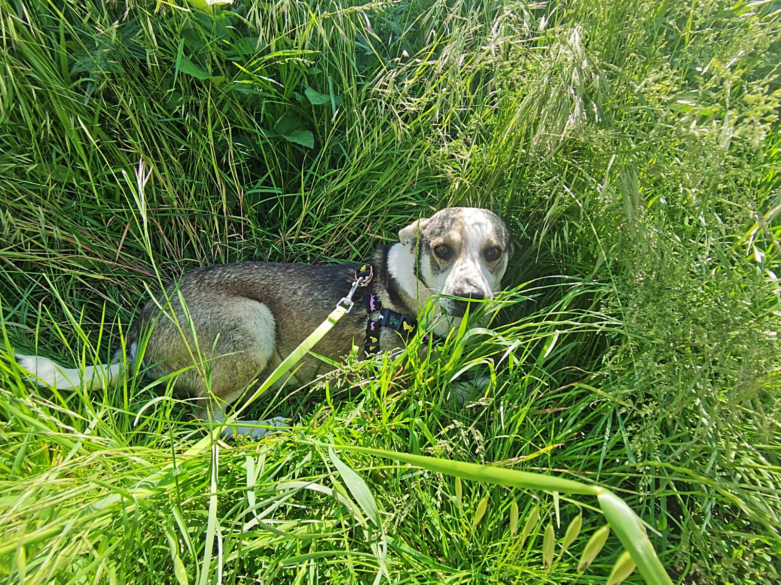 Bobby, lieb und neugierig