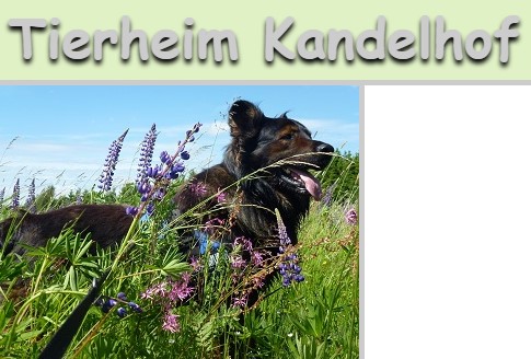 Tierheim Kandelhof