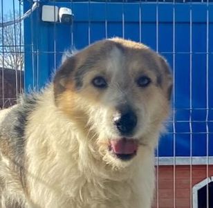 Wir für Hunde in Not