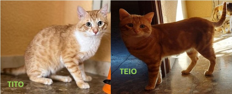Tito und Teio