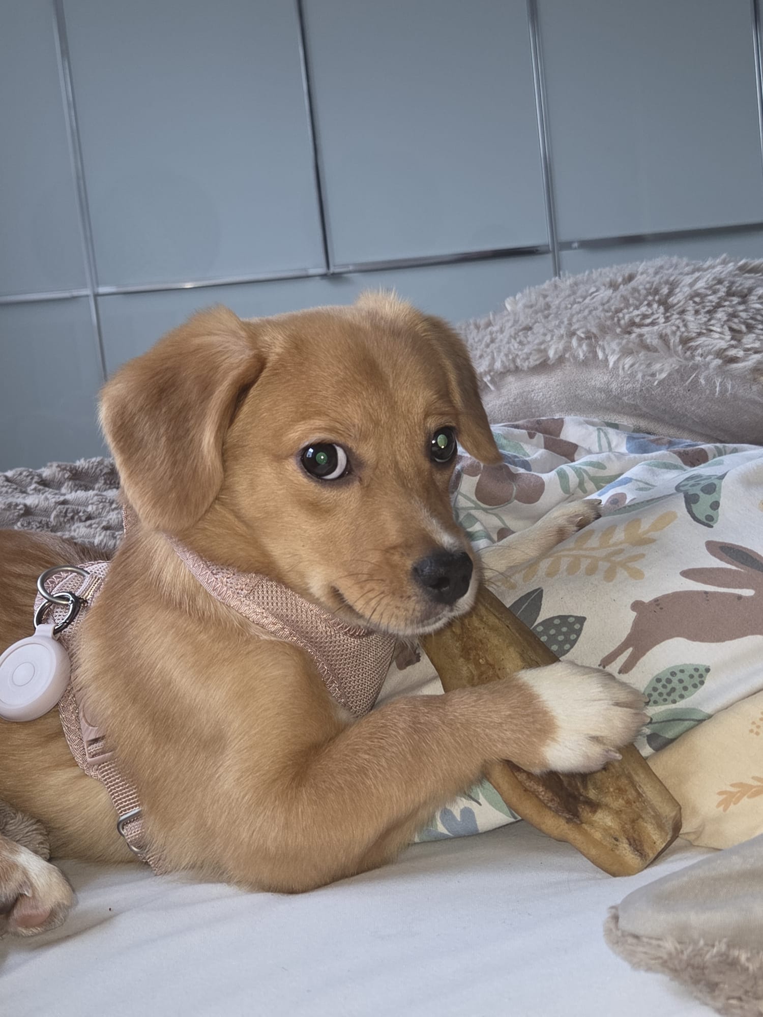 Elissa 🐕