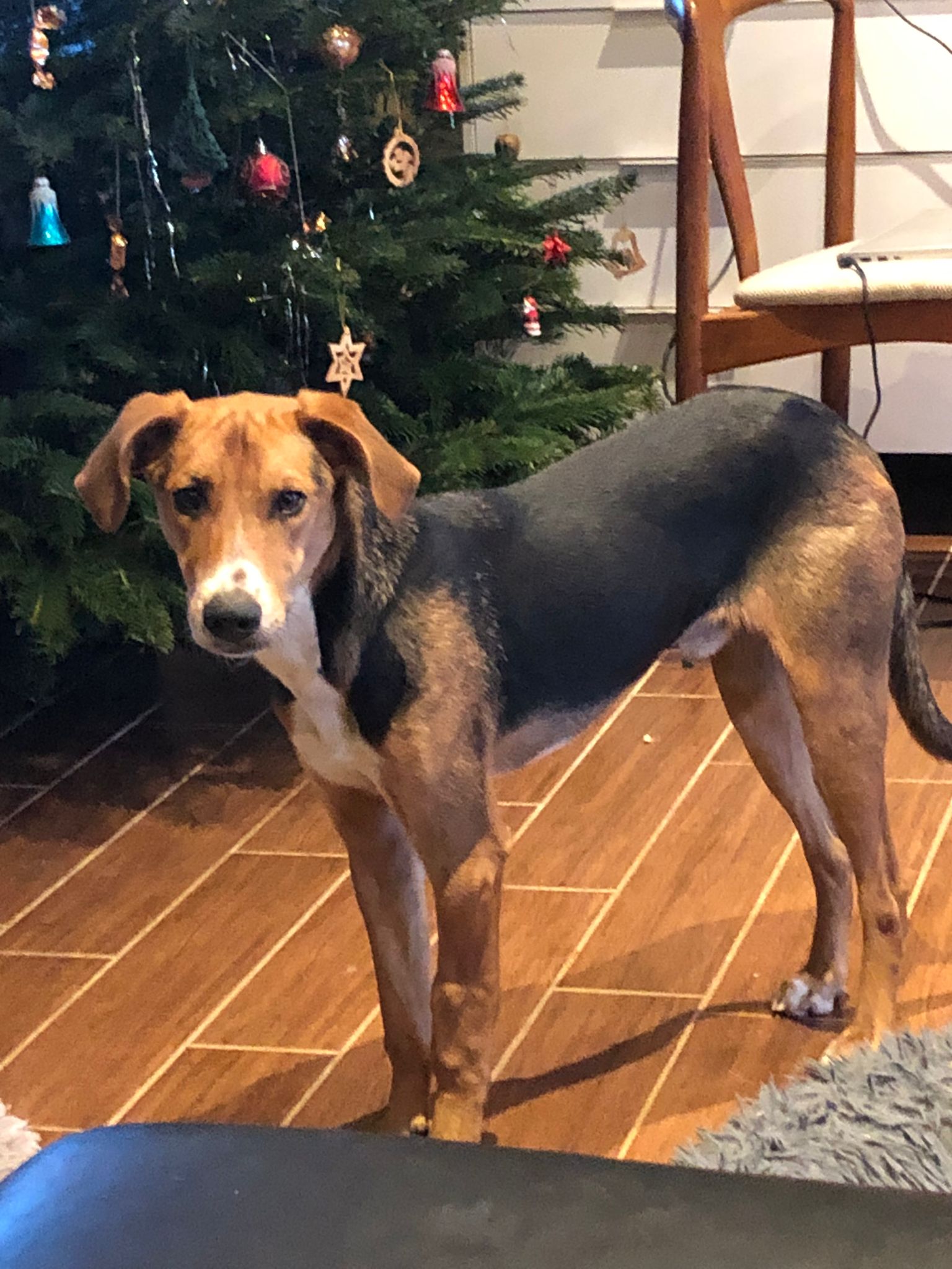 Ettore