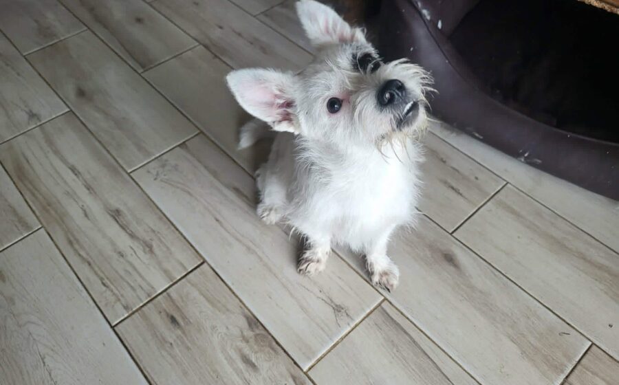 Idefix