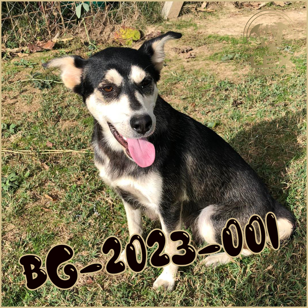 BG-2023-001