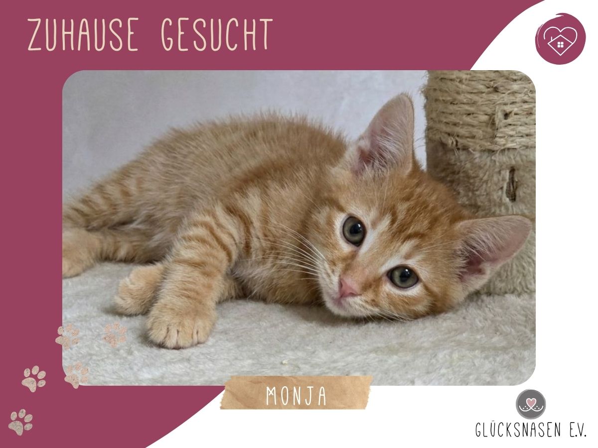 Monja sucht ihr Körbchen