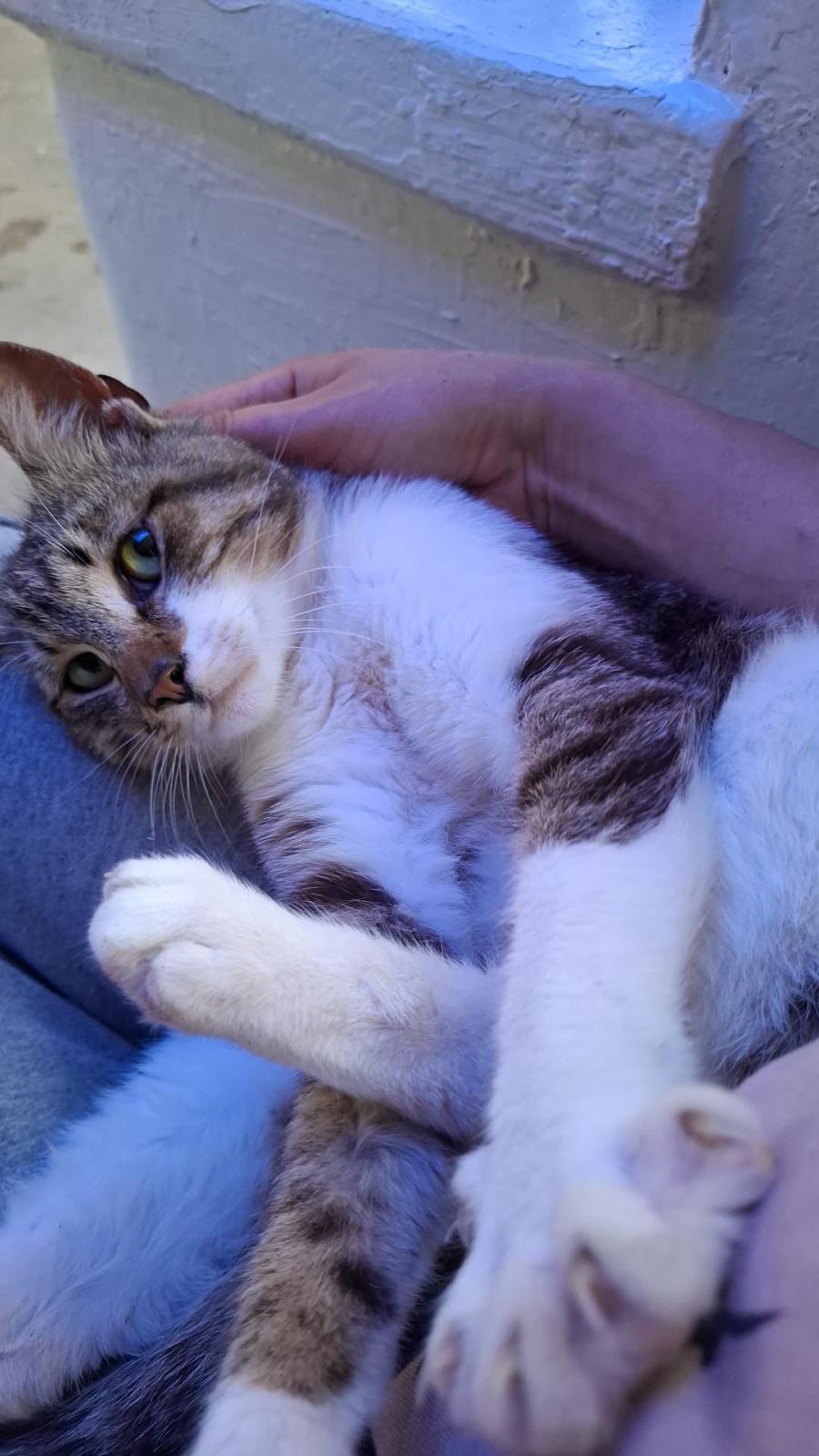 Moty 🐾🐈
