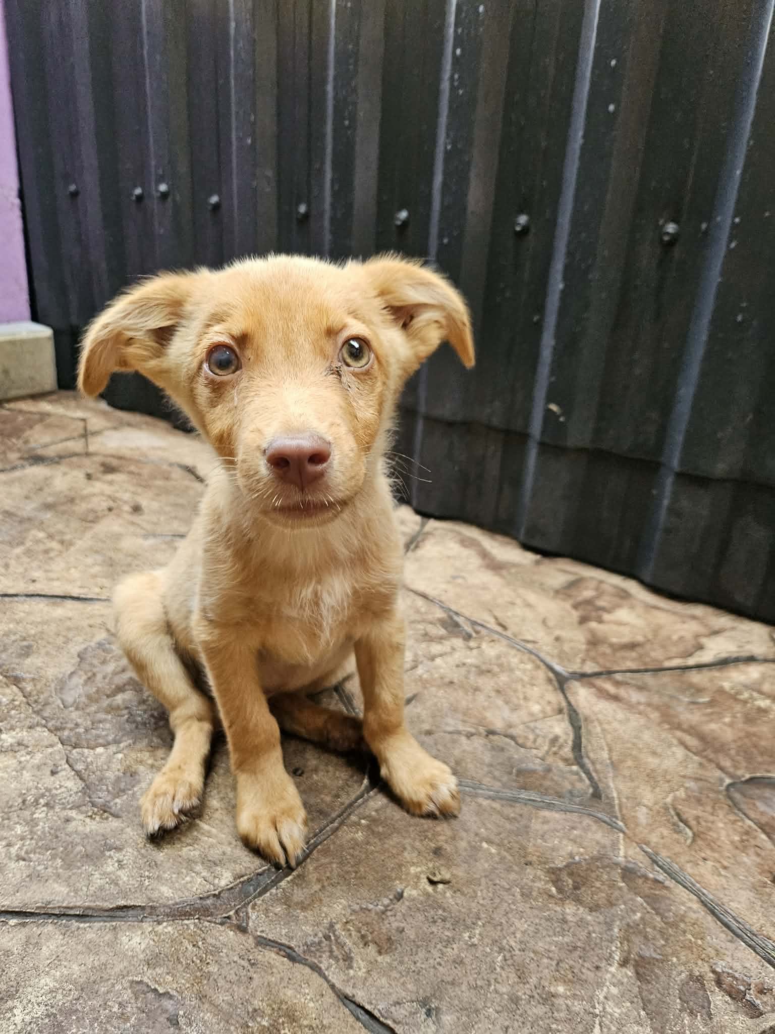 Yakari 🐕