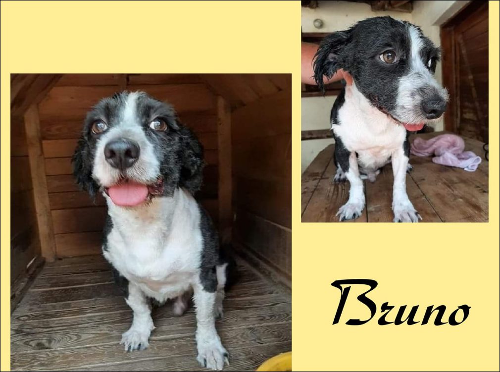 Bruno