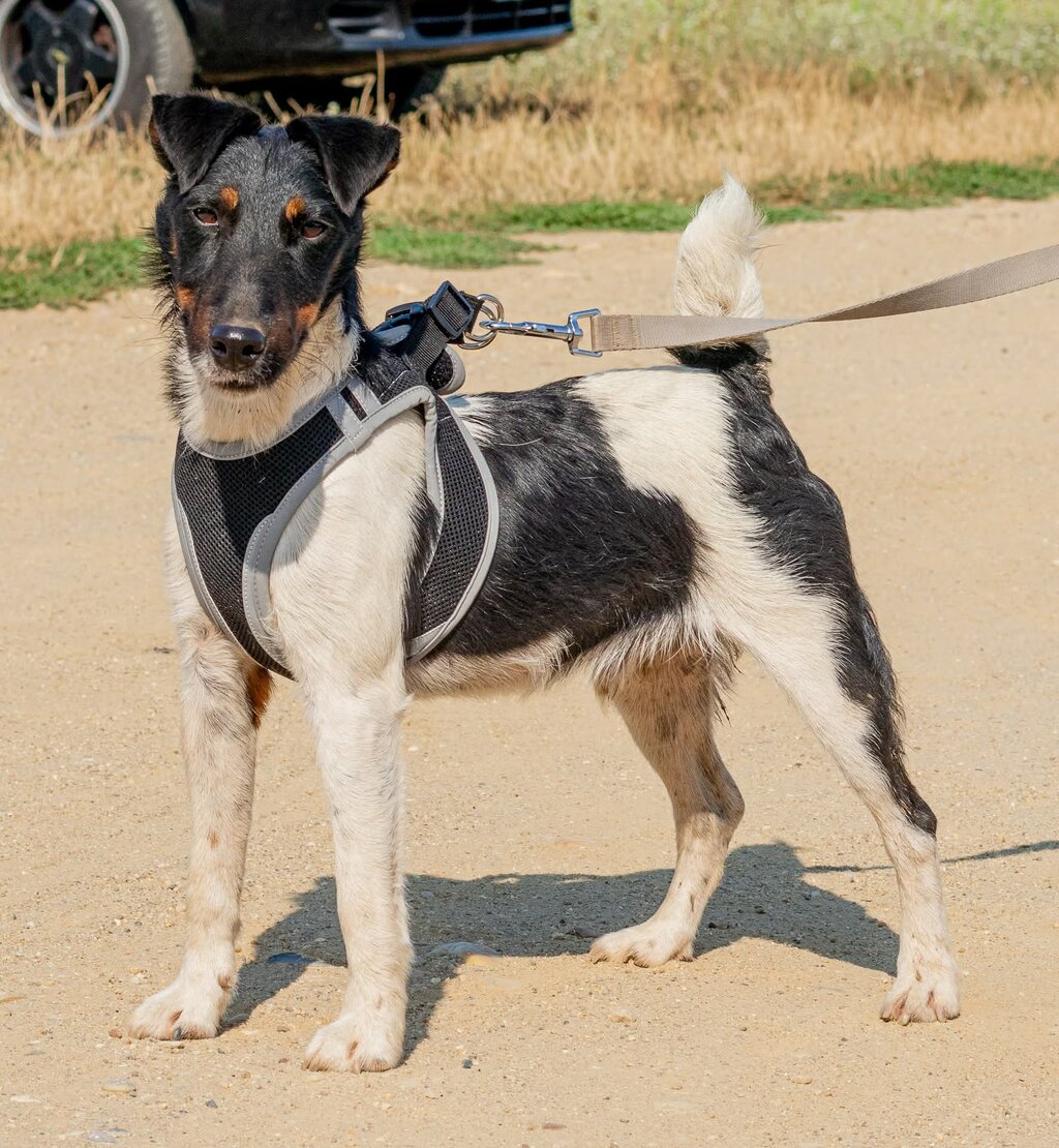 Bolt