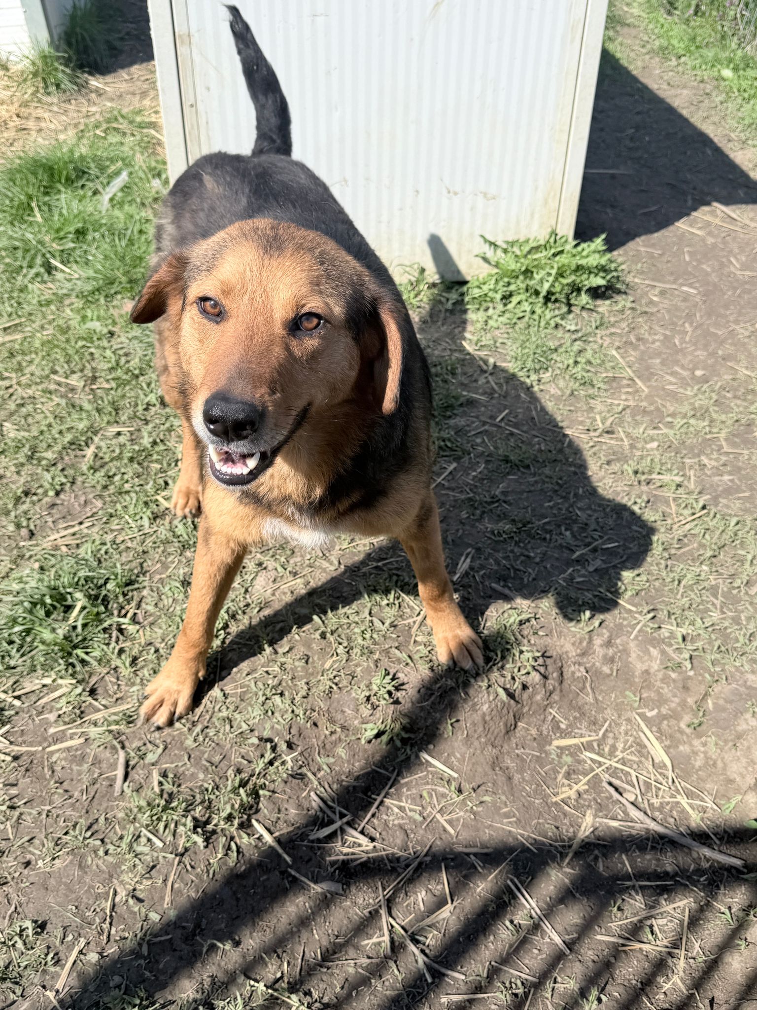 Nathan  - ein Herzenshund