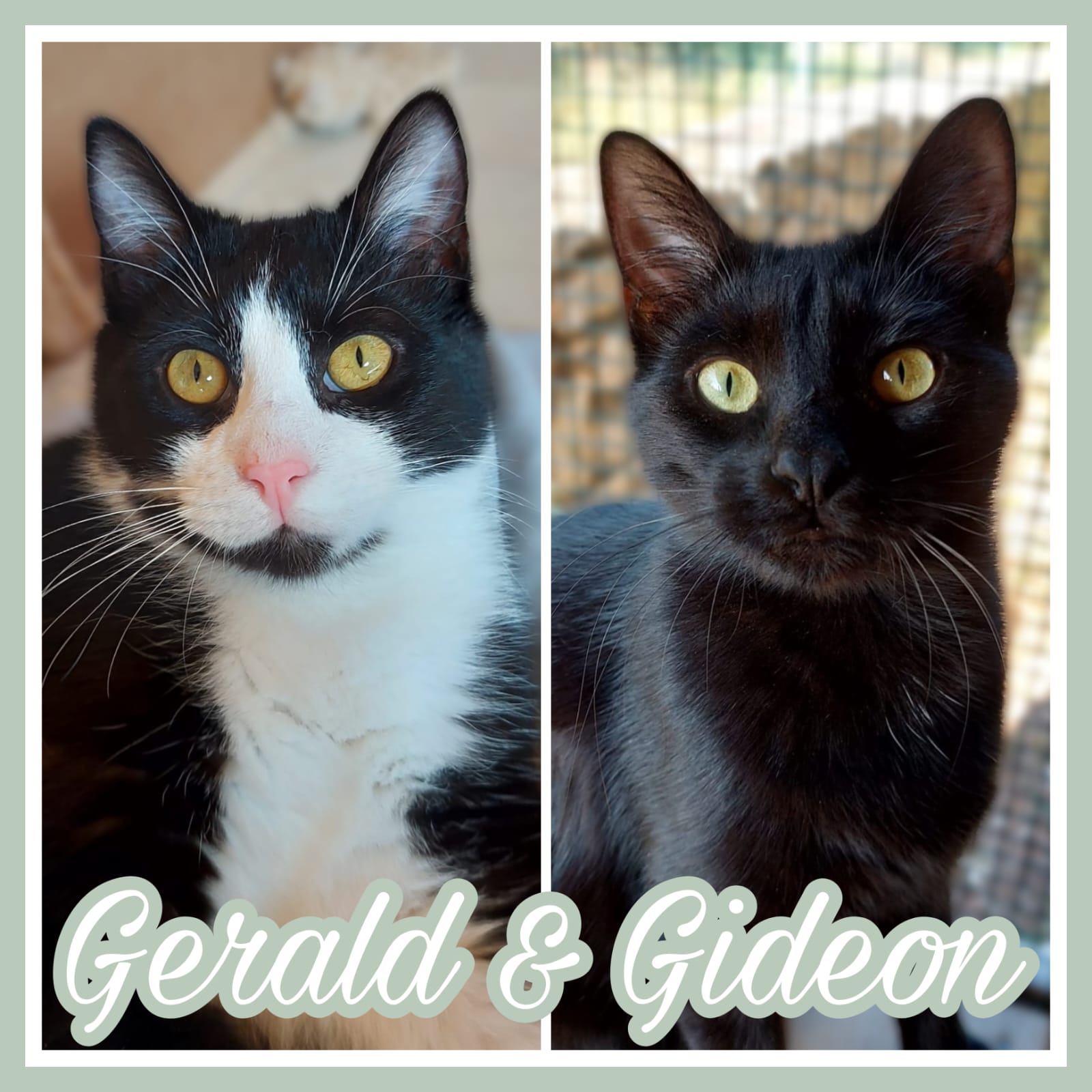 🐈 Gerald & Gideon 🐈