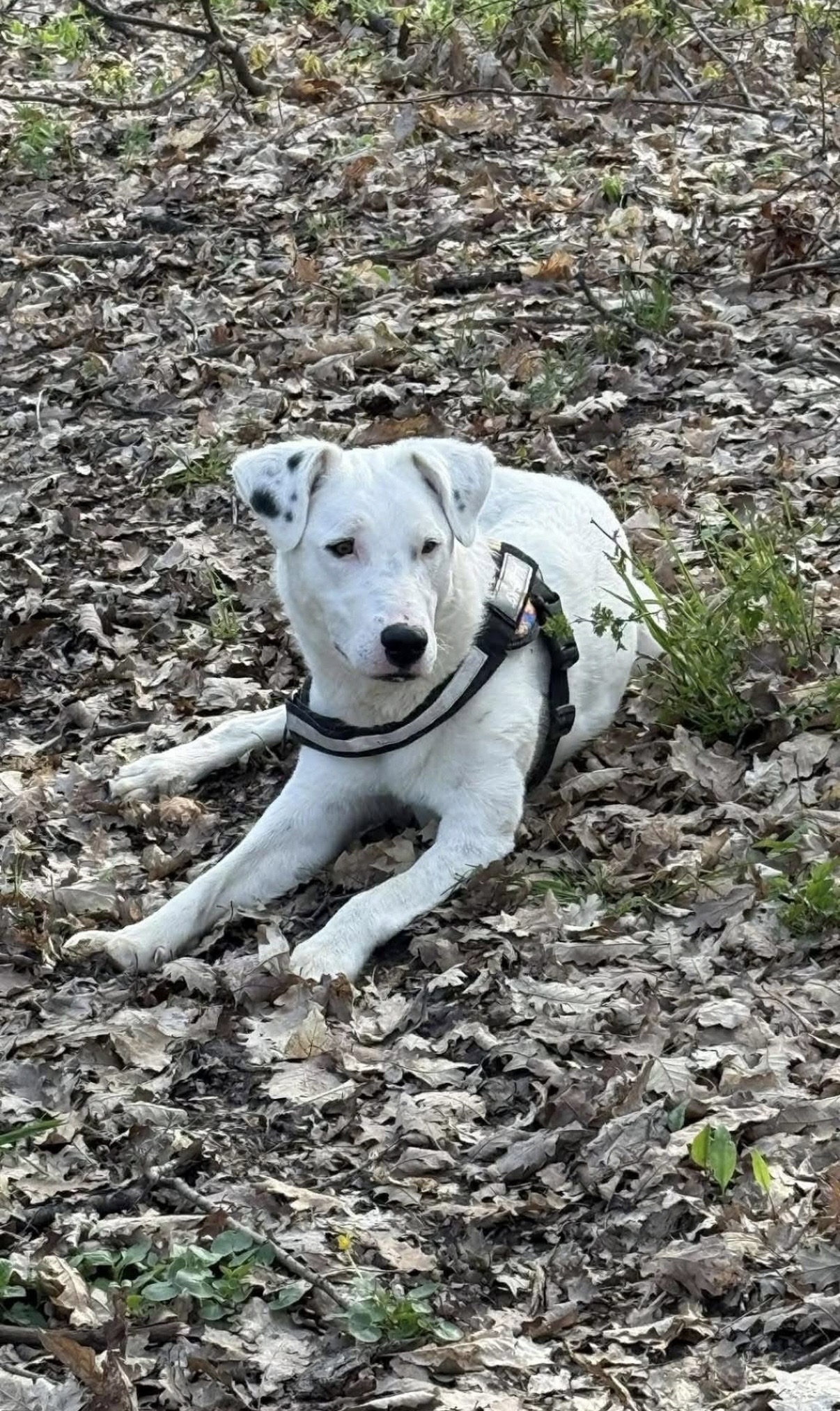 Navrik 🐾🐕