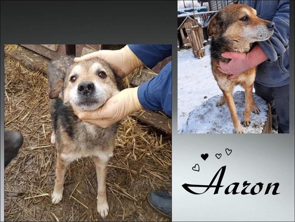 Senior Aaron - Wunder gesucht!