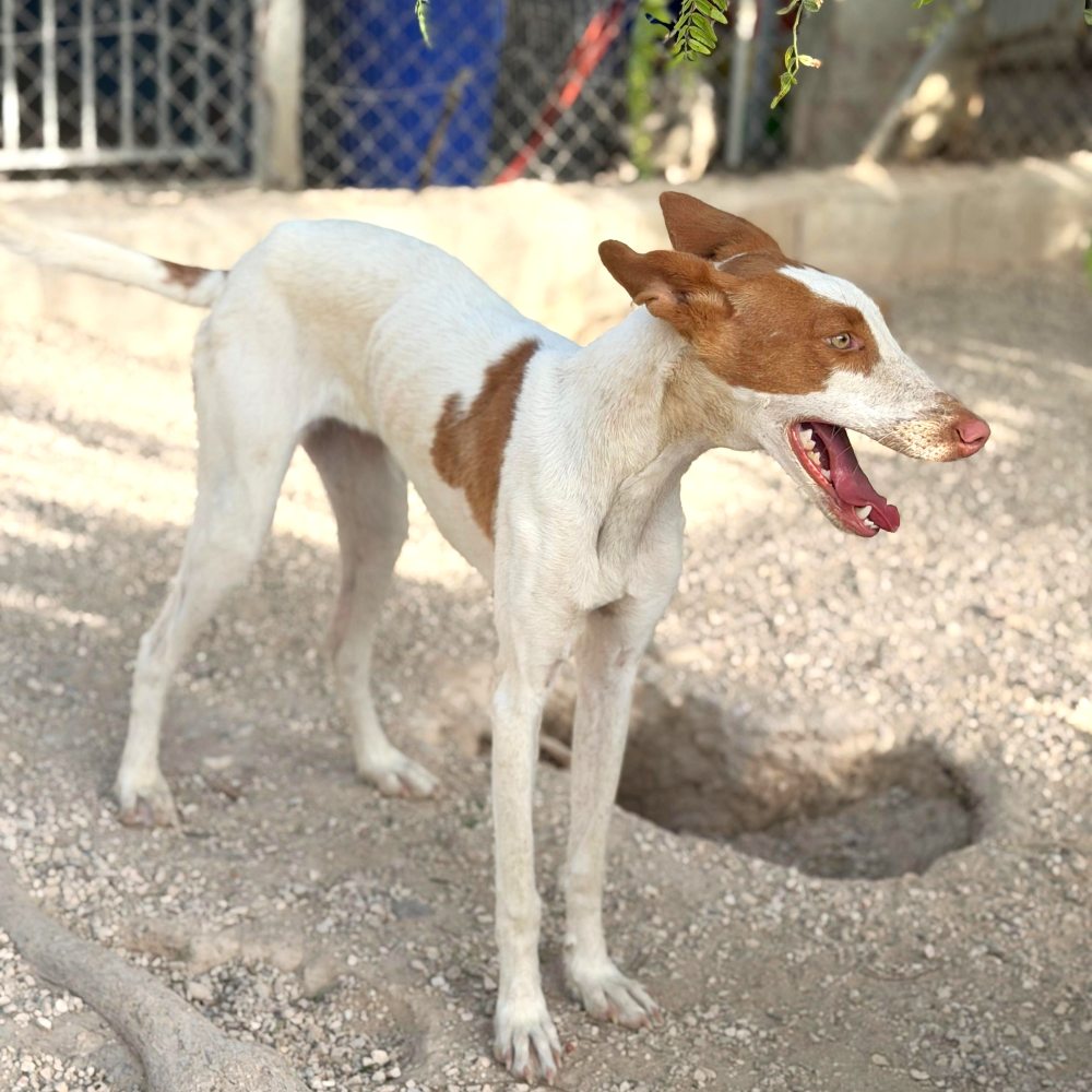 Destiny