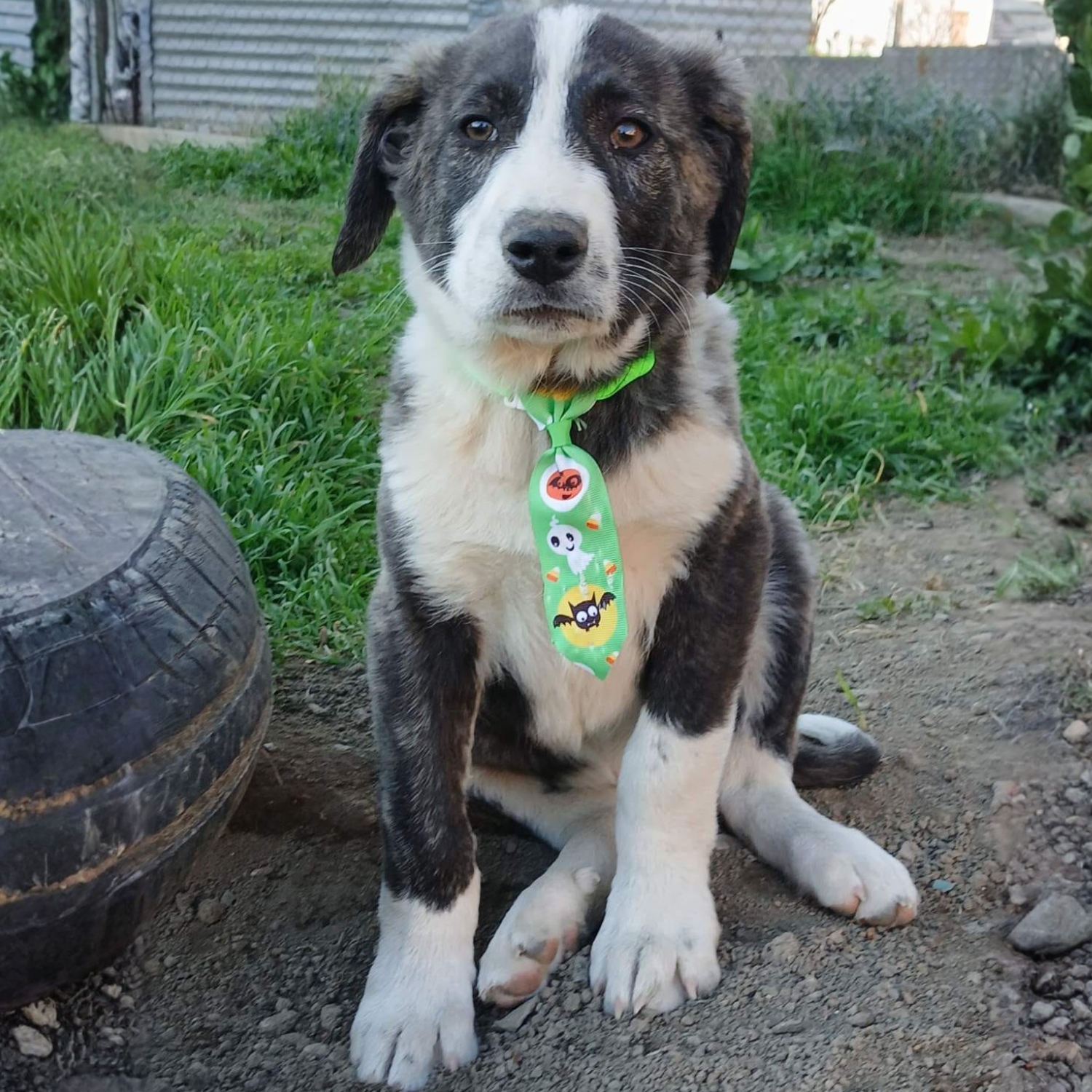 Taro