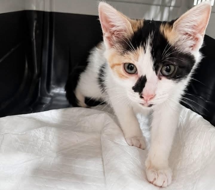 Mirabelle
