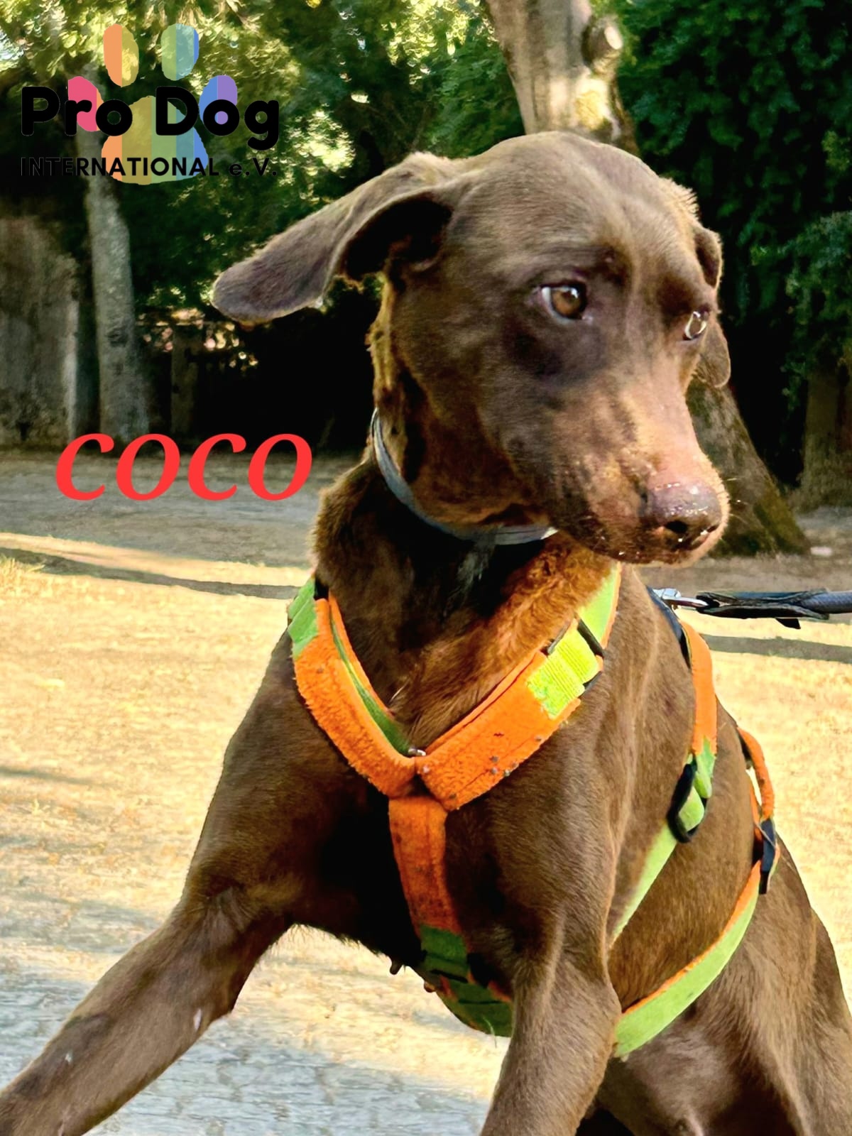Coco