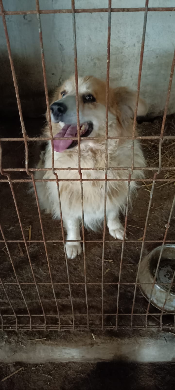 Free Dogs - Vergessene Tiere in Not e.V.