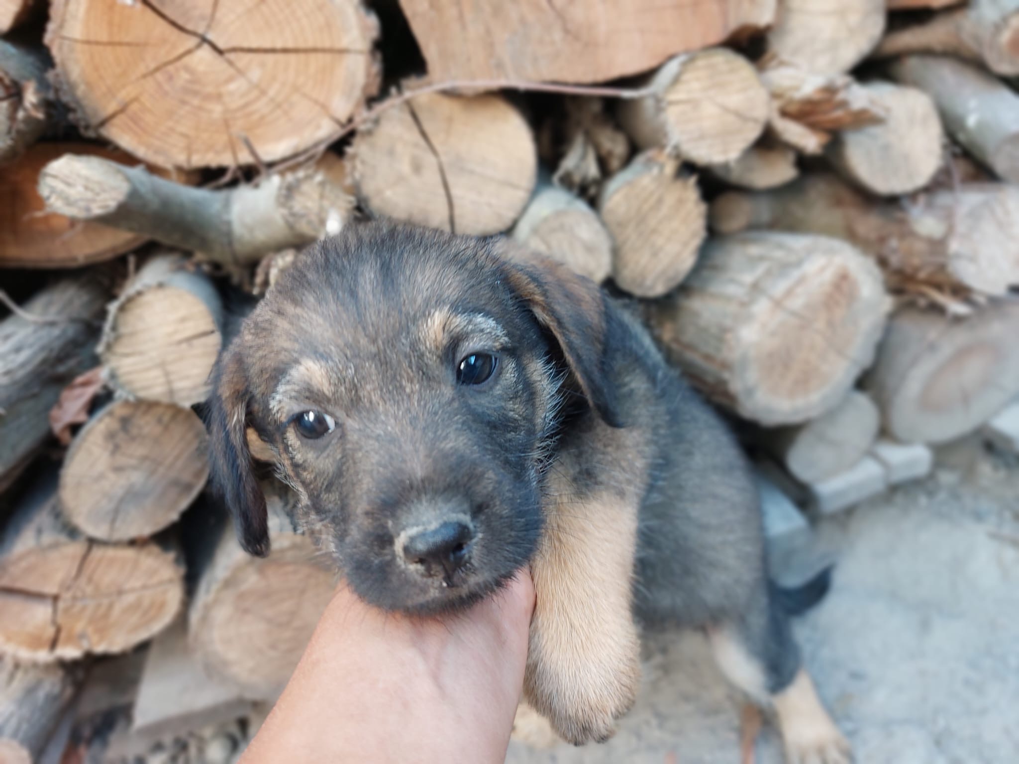 Elsie (T) 🐾🐕