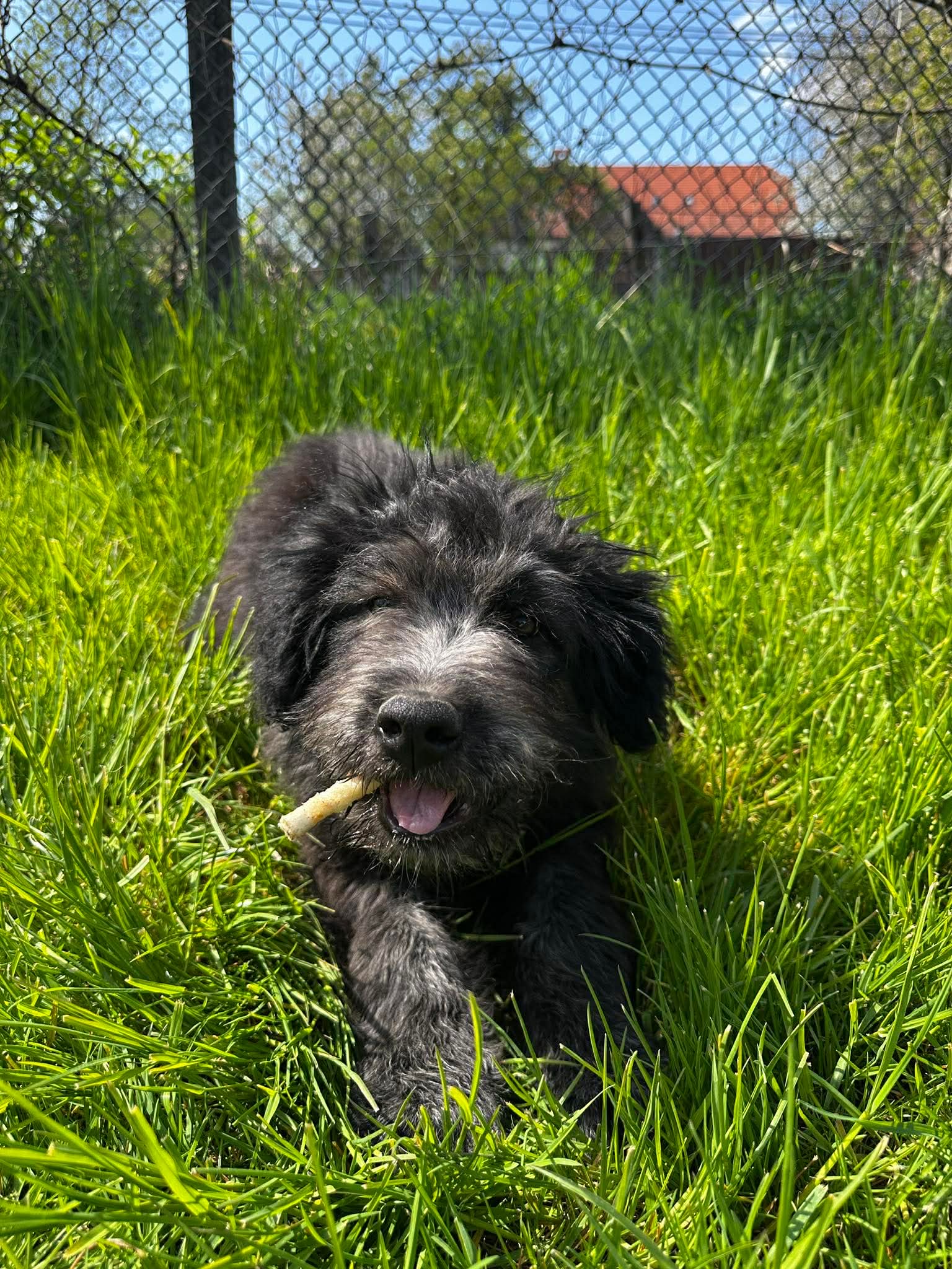 Marci 🐾🐕