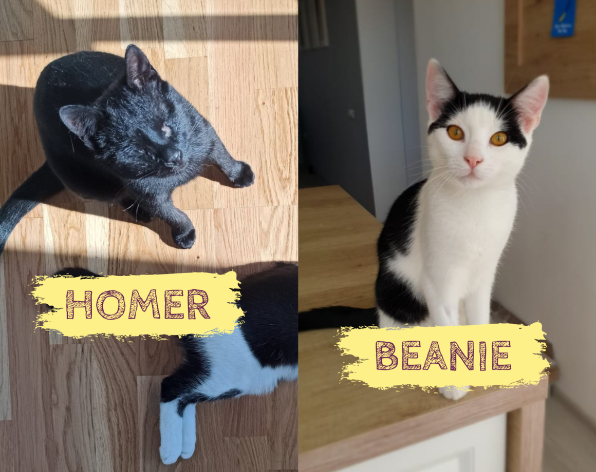 Homer&Beanie