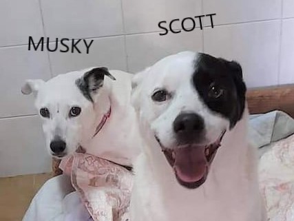MUSKY & SCOTT suchen Zuhause