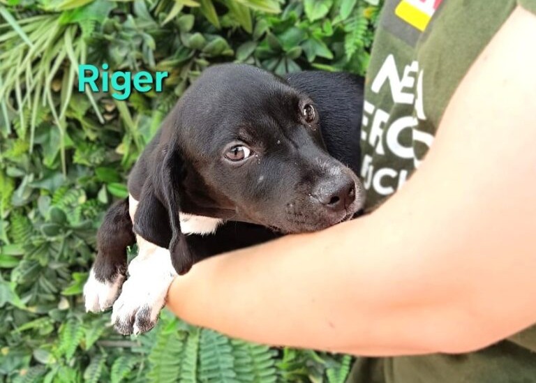 Riger