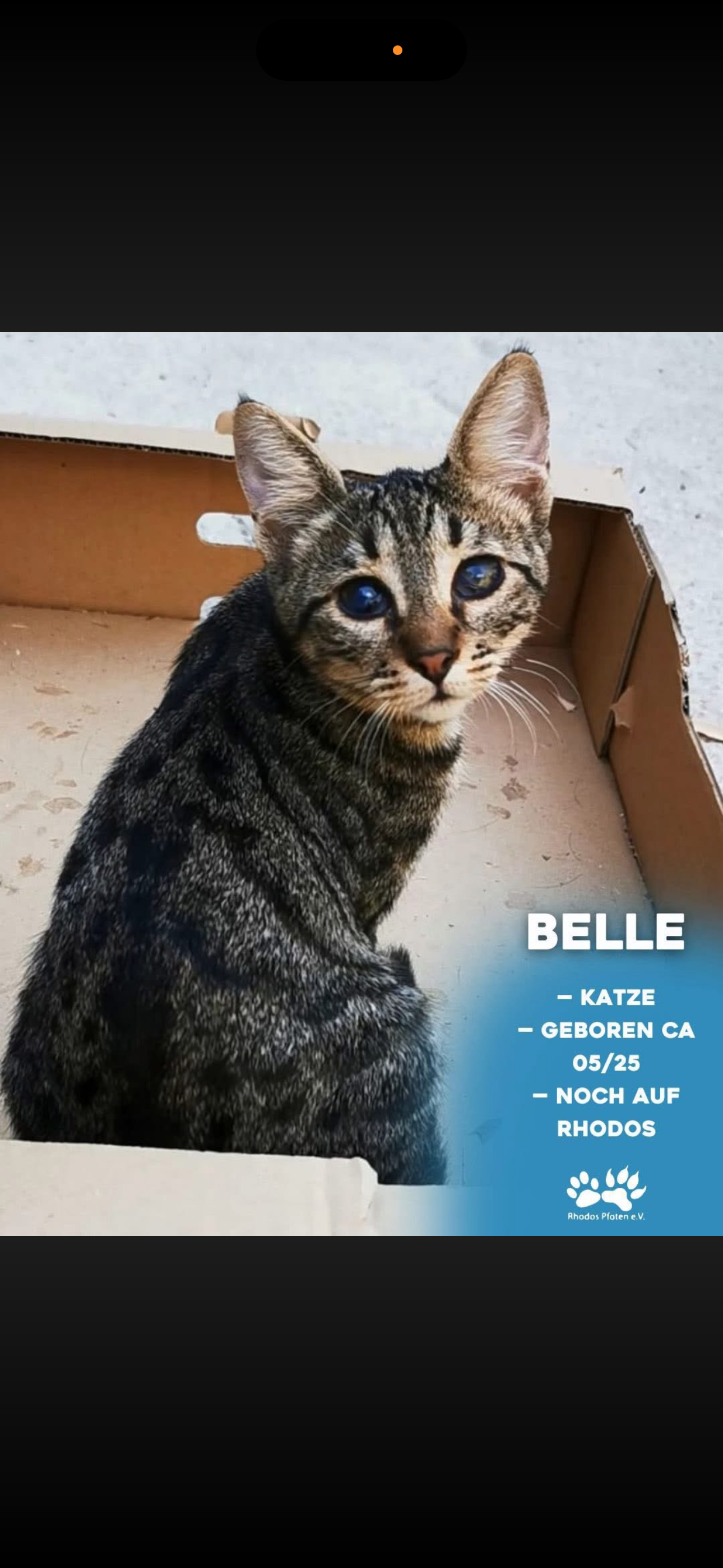 Belle