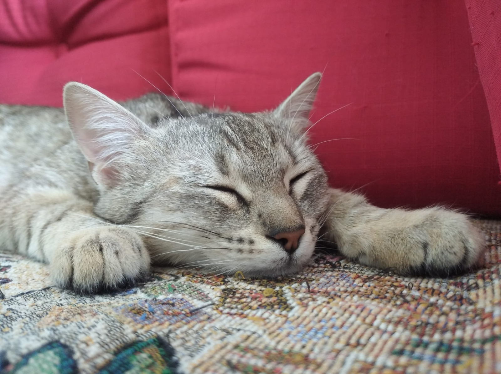 🐱Liebe Miezekatze Mousi🐱