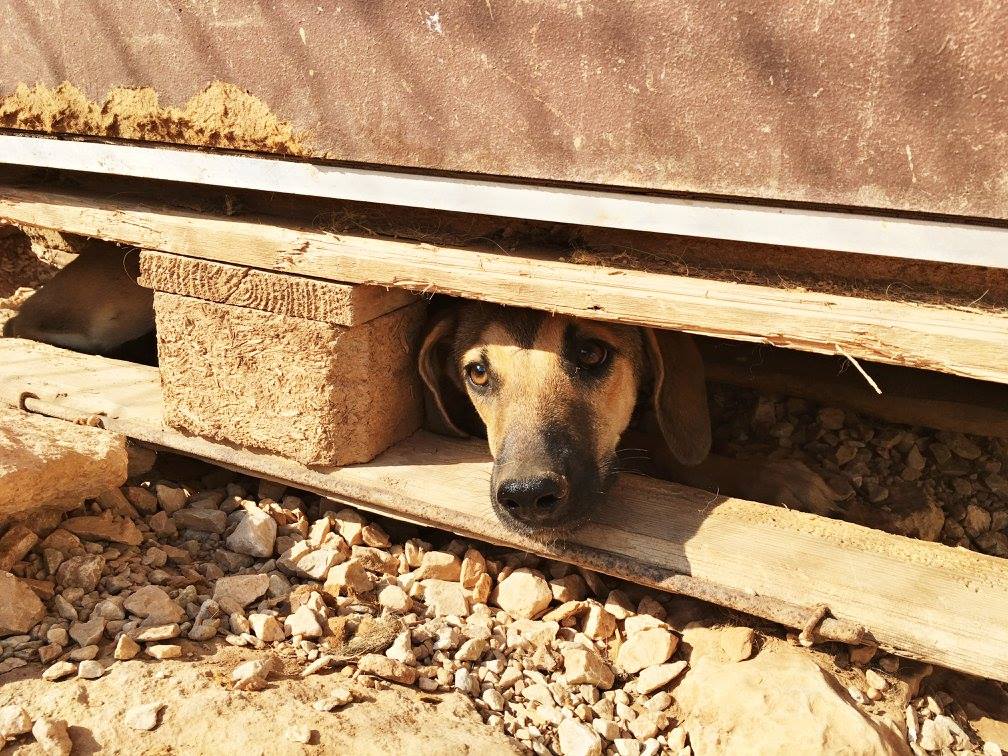Aegean Dogs e.V.