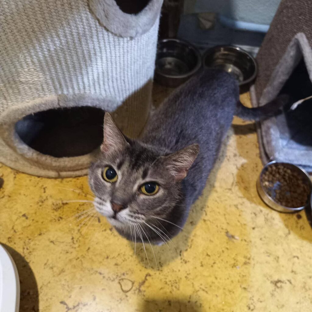 Lulu