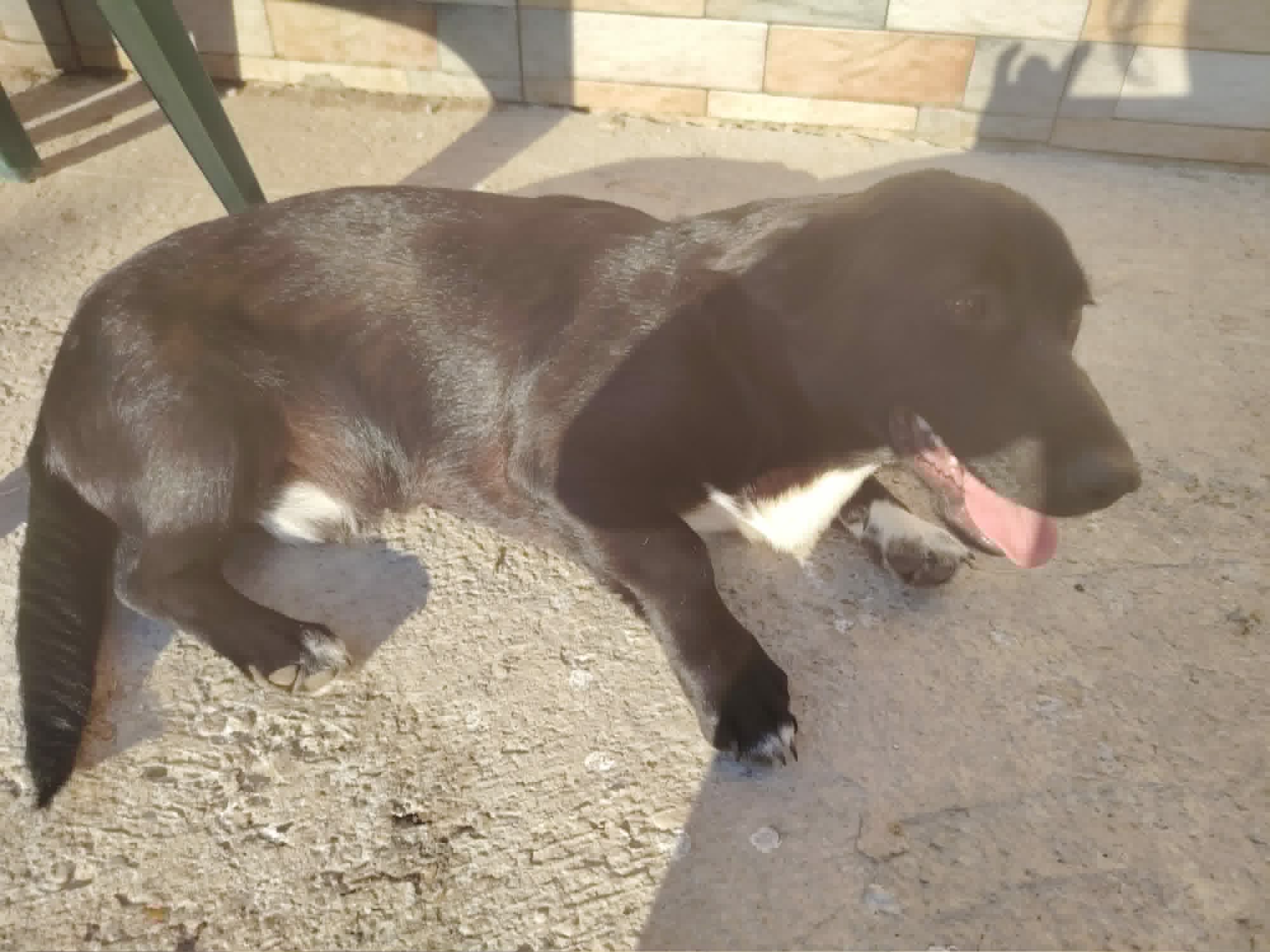 Balu
