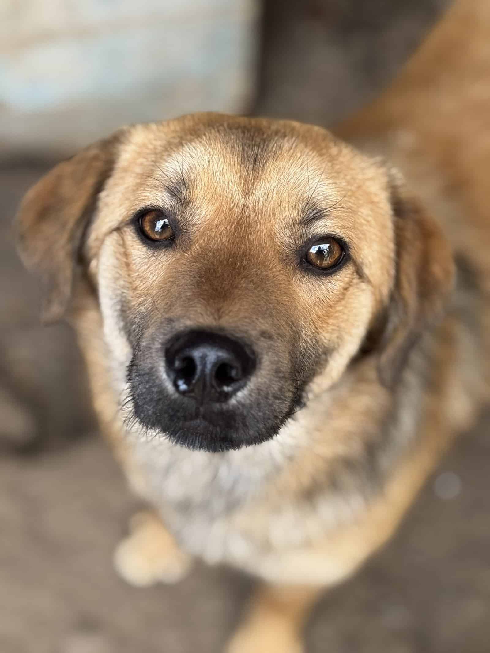 Koba