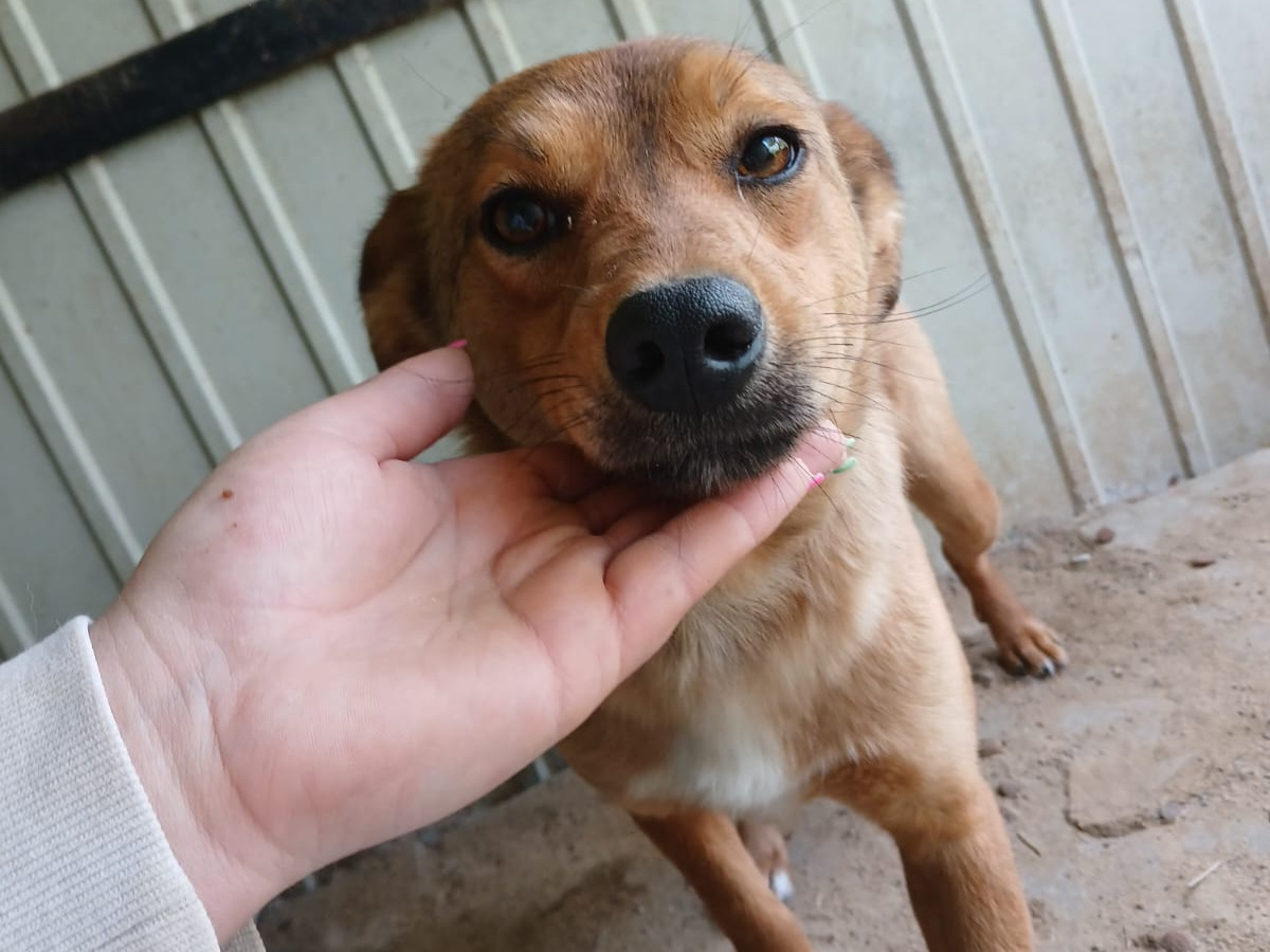 🧡 Süßes Hundemädchen Tess 🐾