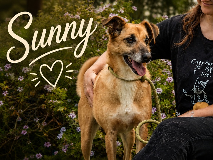 Sunny - lebensfrohe Hündin