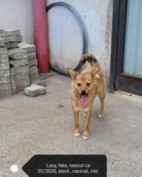 Lucy