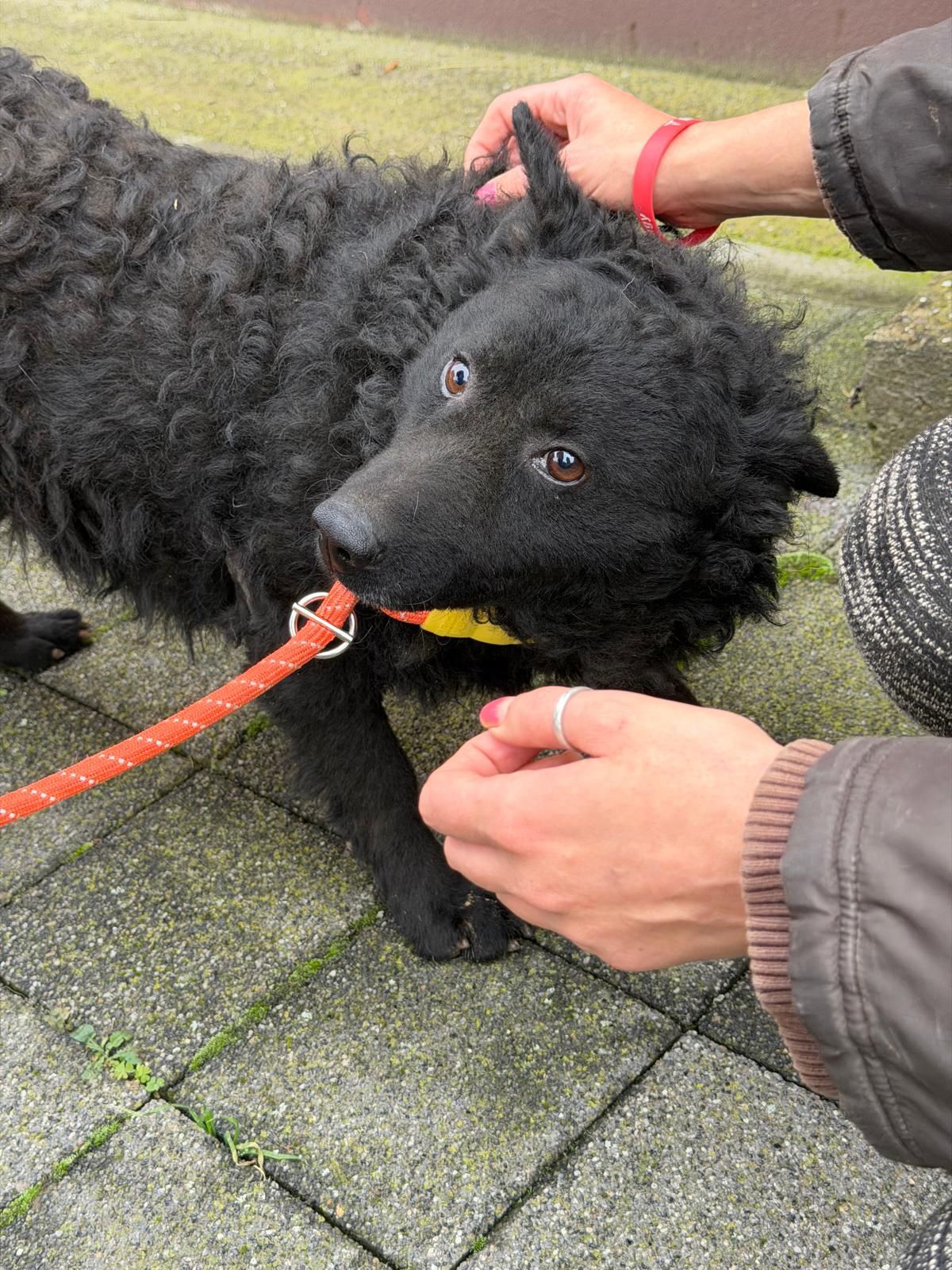 Kroatischer Schäferhund Viktor