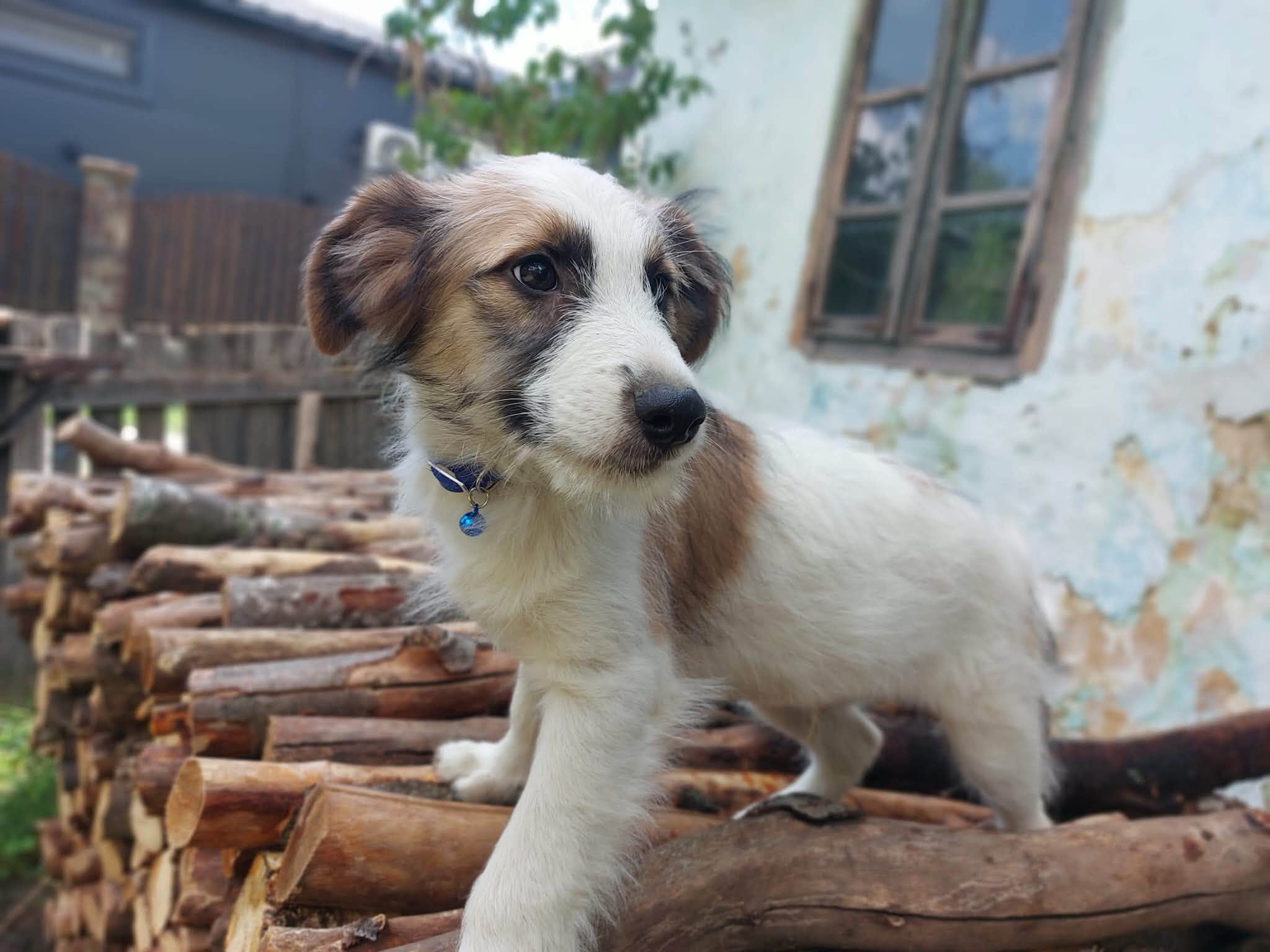 Milo 🐾🐕