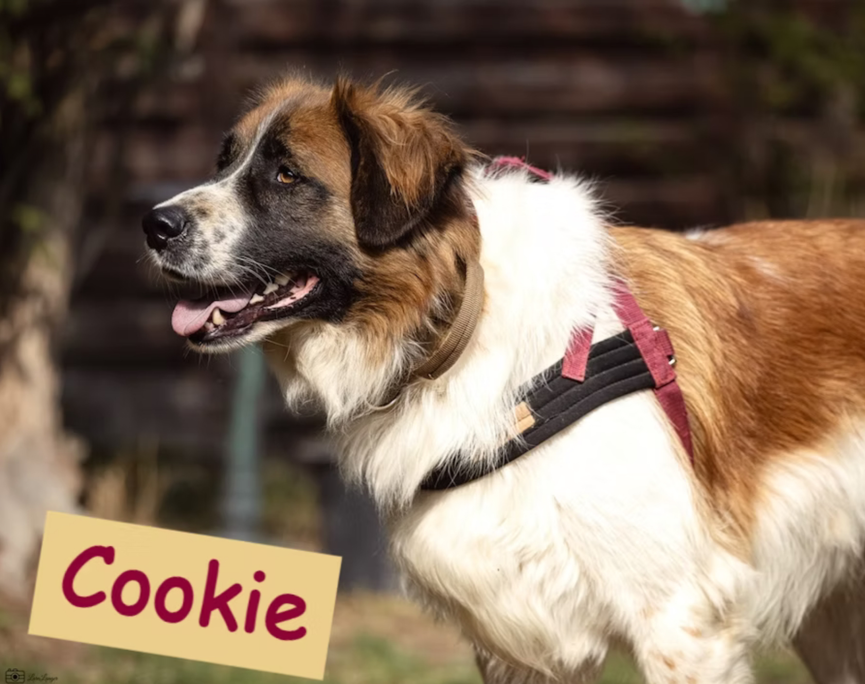 Cookie