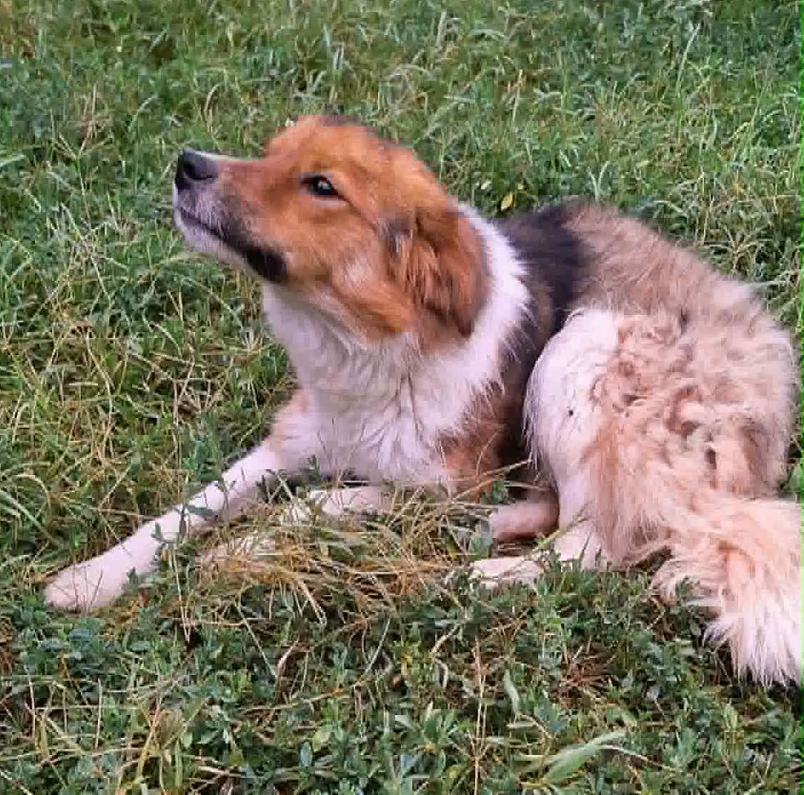 Rico