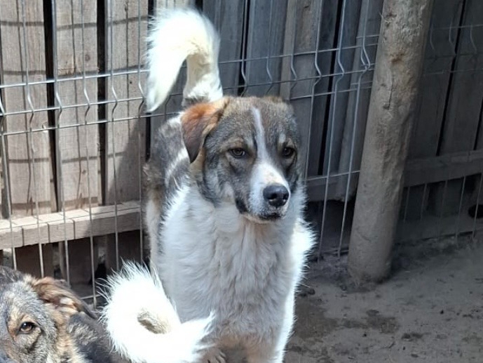 Leo 🐾🐕