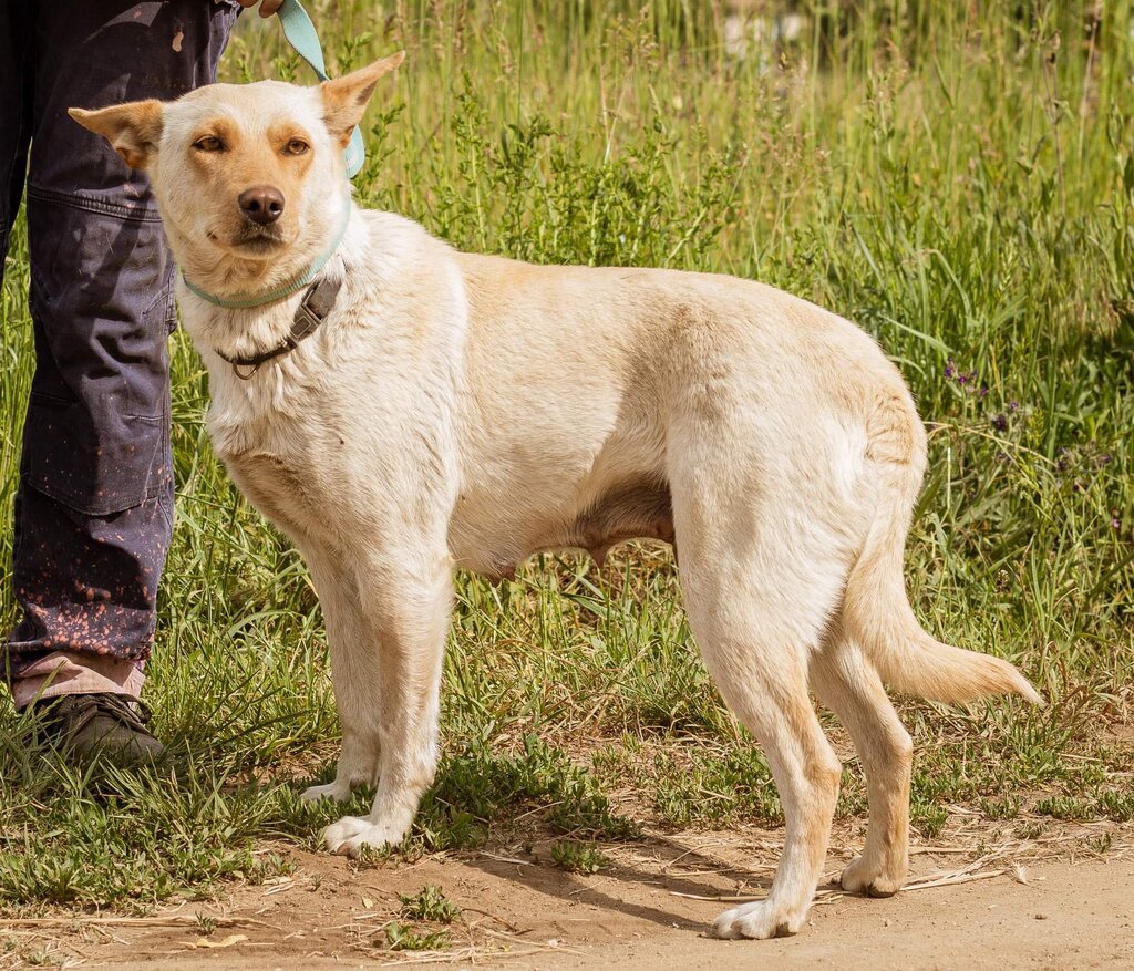 Bucó