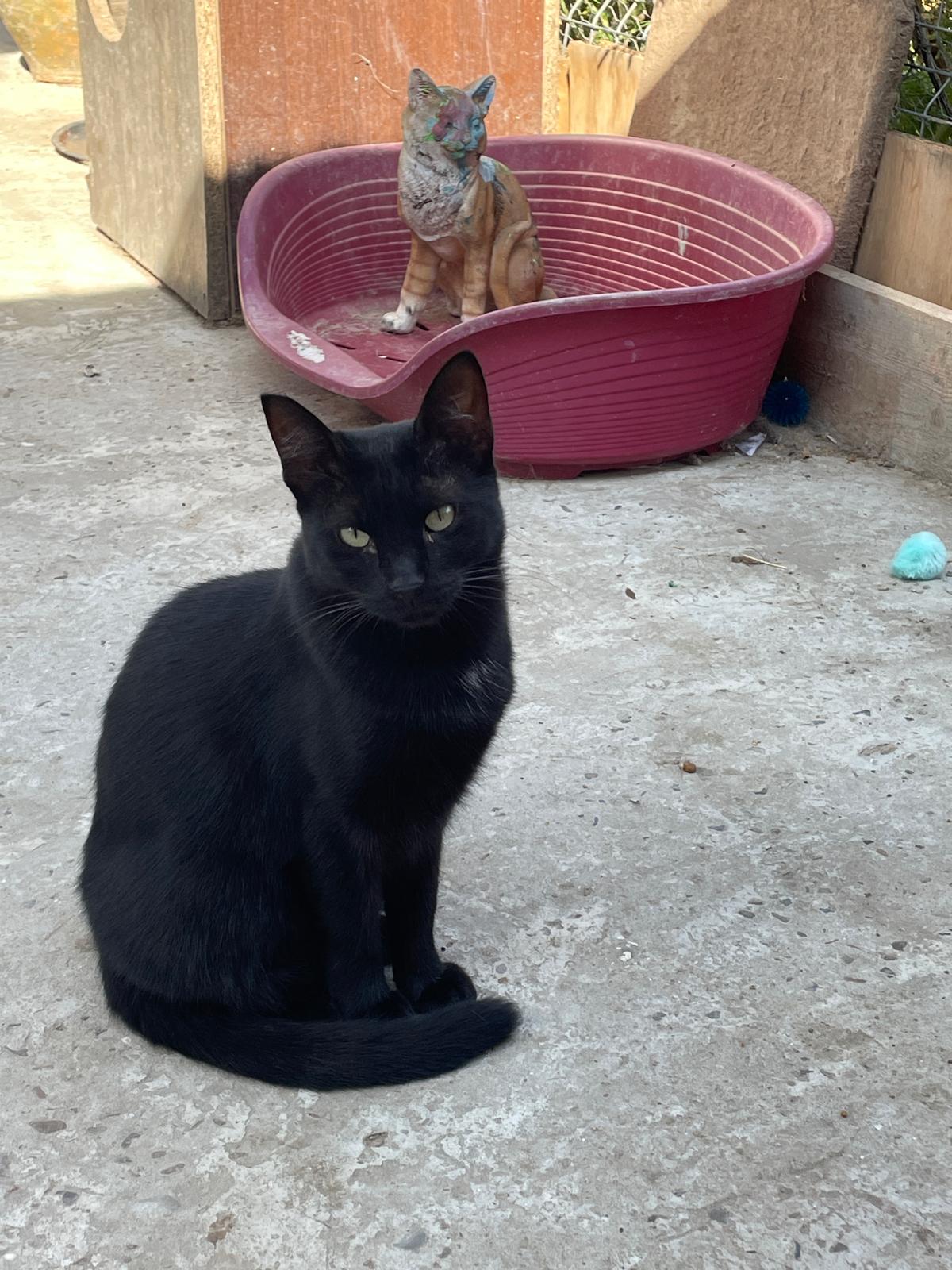 ❣️ Blacky❣️ Freigang❣️