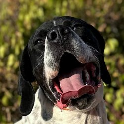 Bruno